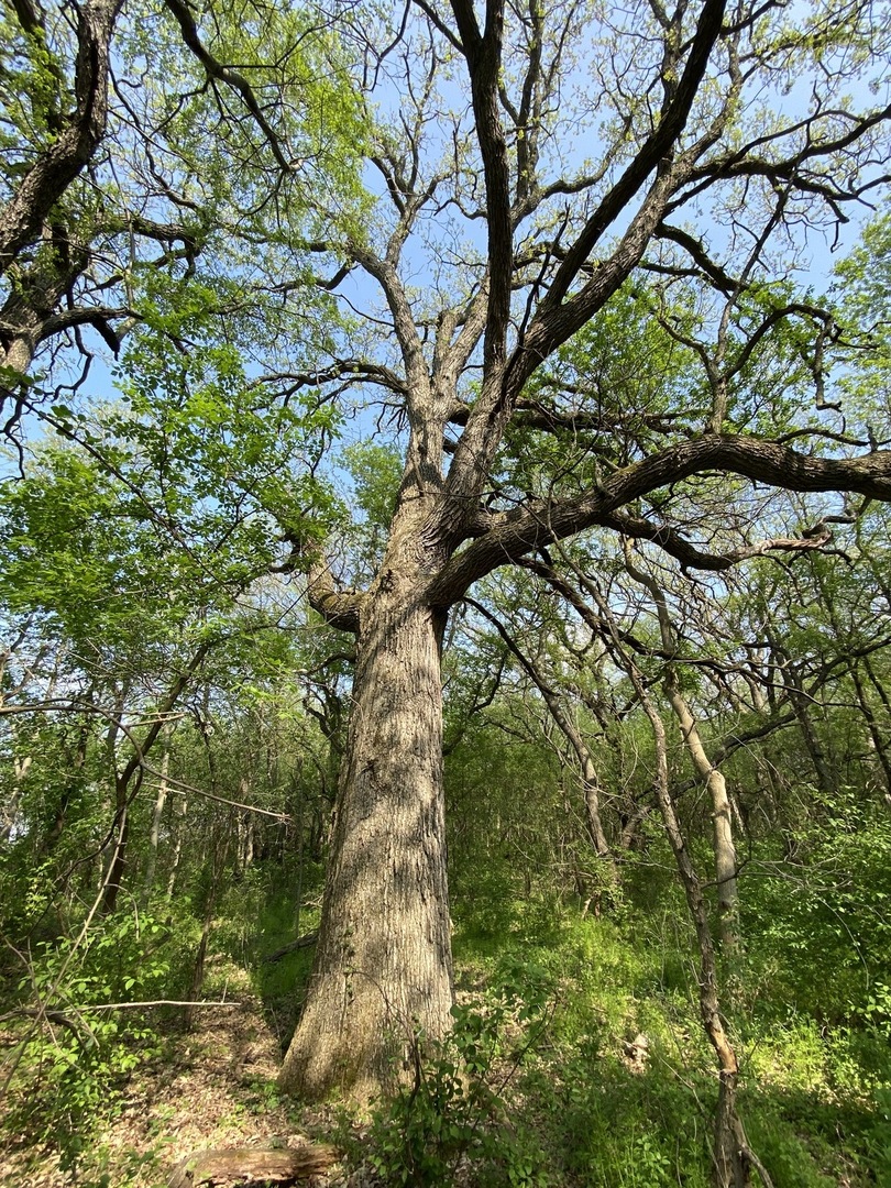 0 Higgins Road Hampshire, IL 60140 - Photo 24 of 30 a backyard of a building