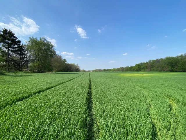 a view of a green field with a tree