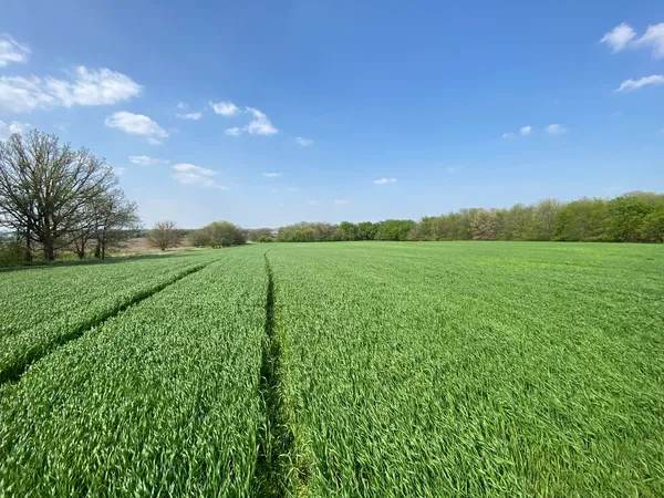 a view of a green field with trees in the background