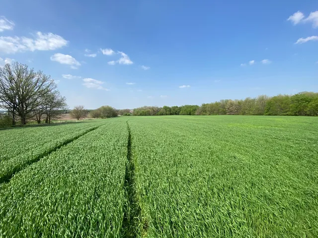 a view of a green field with trees in the background