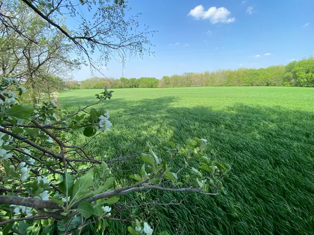 a view of a field with an trees