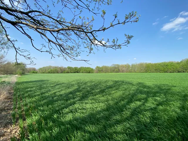 a view of a field with an tree