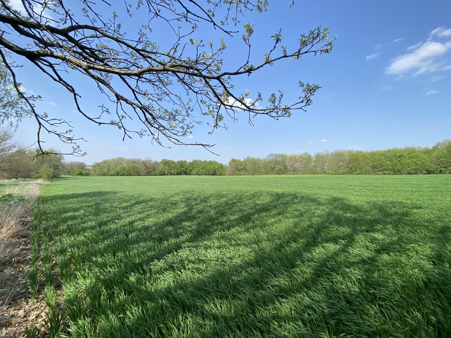 0 Higgins Road Hampshire, IL 60140 - Photo 8 of 30 a view of a field with an tree