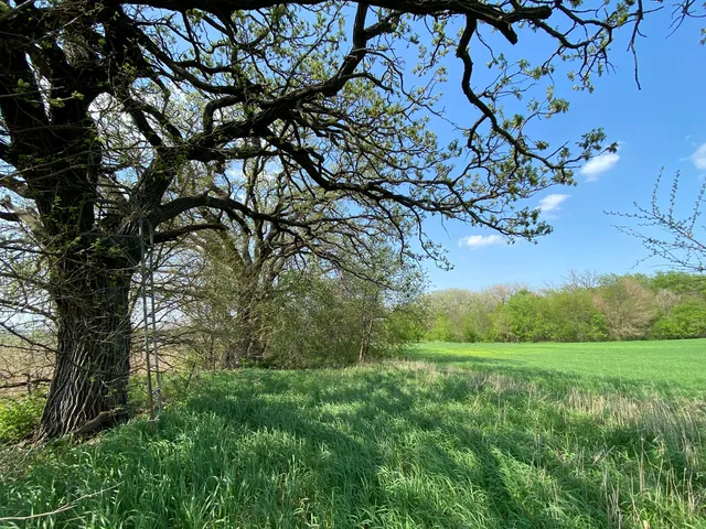 a big yard with lots of green space