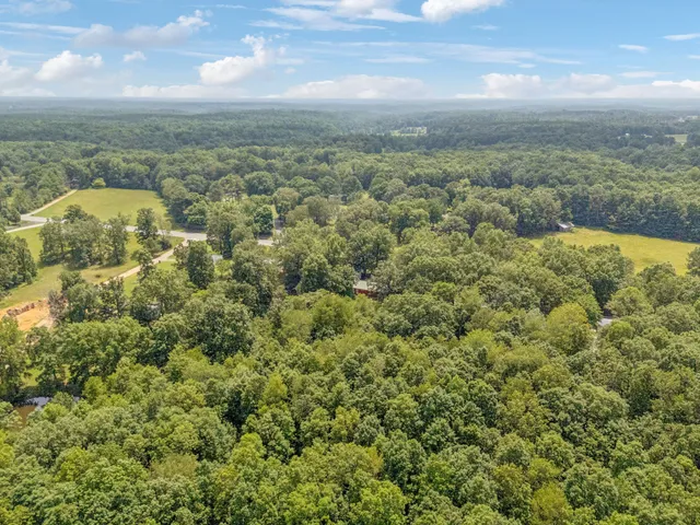 a view of a lush green forest