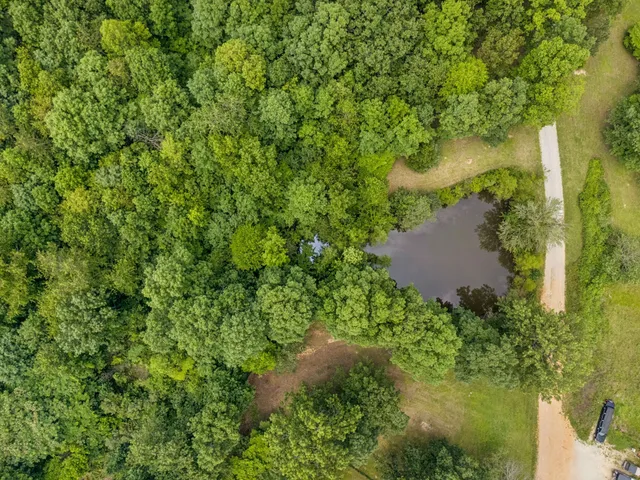 a view of a forest with a forest
