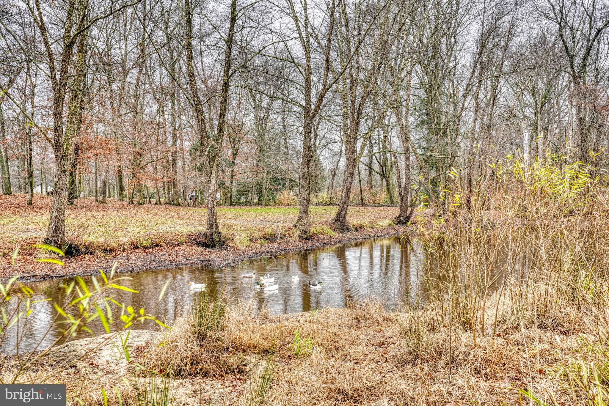14957 Cherry Lane Ridgely, MD 21660 - Photo 4 of 66 a view of swimming pool with a yard and trees