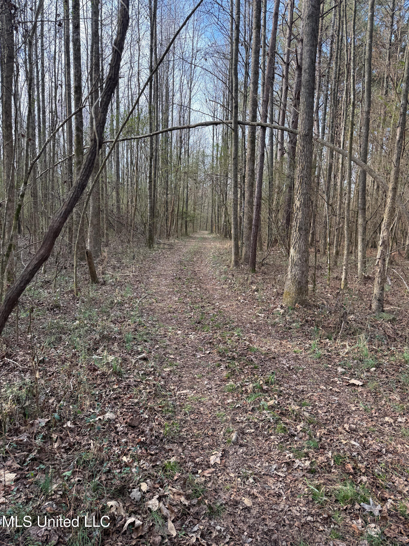 1356 Harrell Road Pheba, MS 39755 - Photo 14 of 35 Oktibbeha 106 resized-16