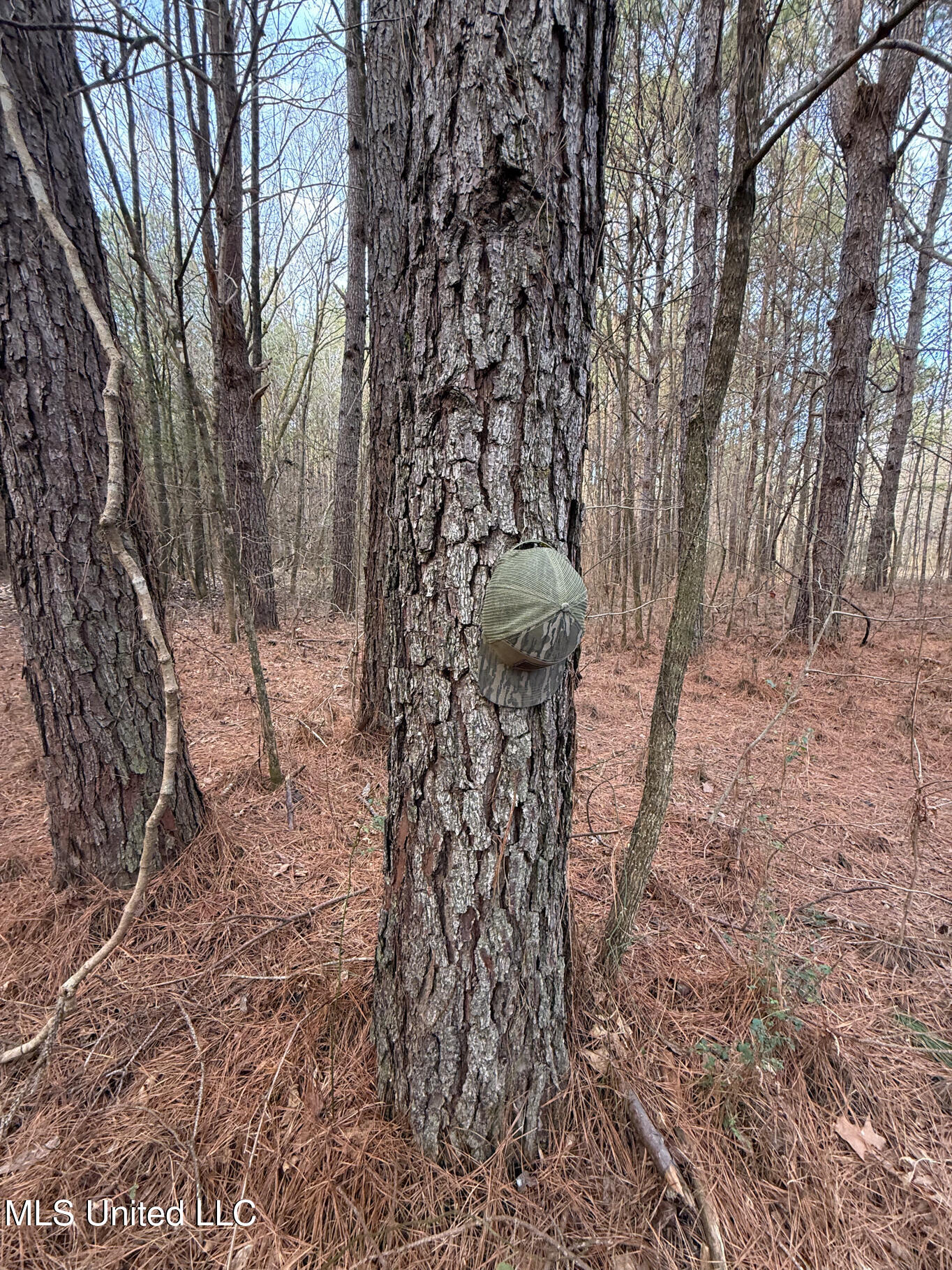 1356 Harrell Road Pheba, MS 39755 - Photo 22 of 35 Oktibbeha 106 resized-29