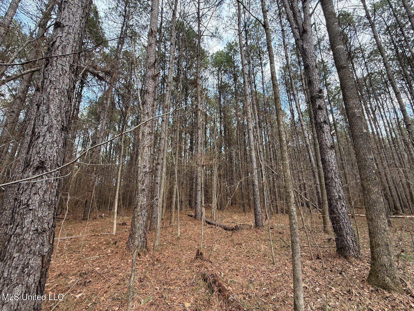 1356 Harrell Road Pheba, MS 39755 - Photo 28 of 35 Oktibbeha 106 resized-44