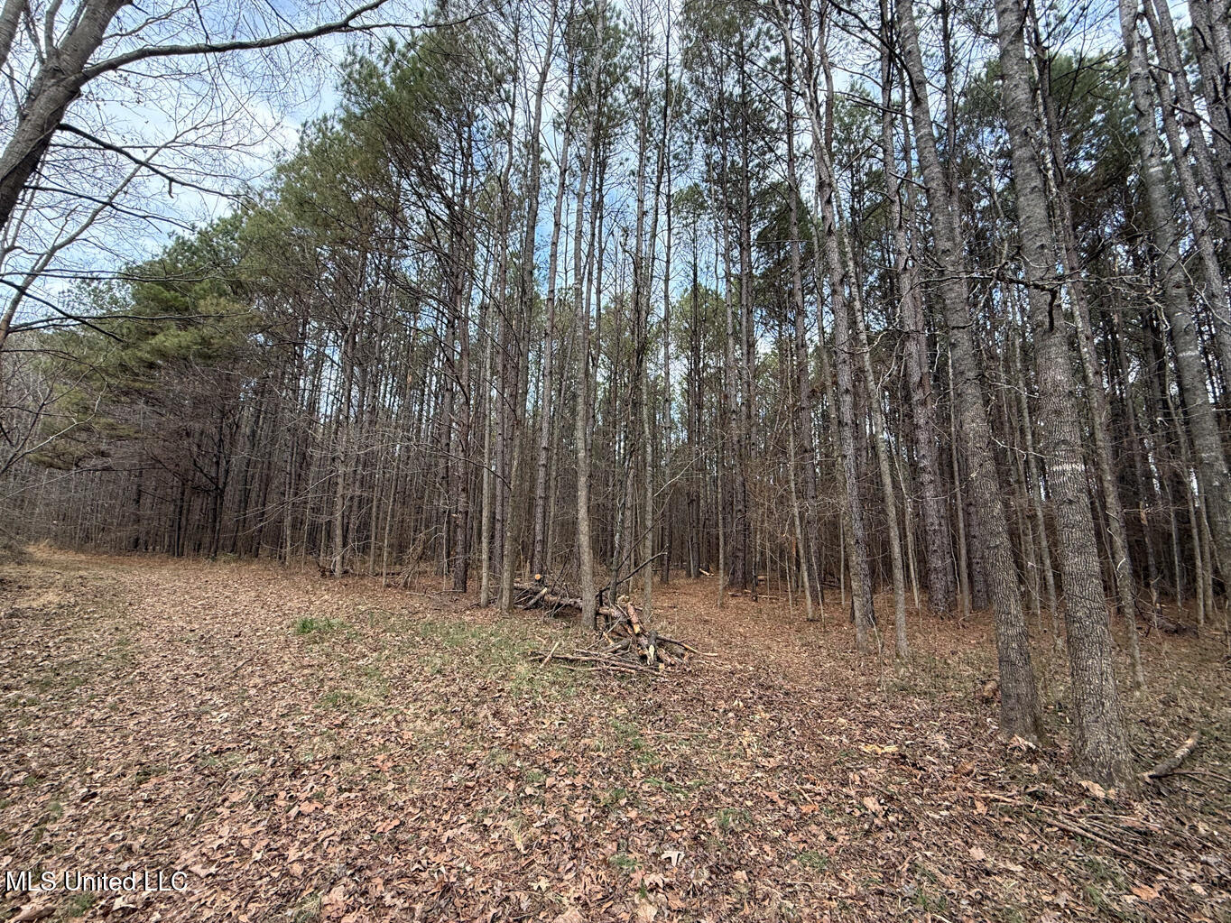 1356 Harrell Road Pheba, MS 39755 - Photo 29 of 35 Oktibbeha 106 resized-43