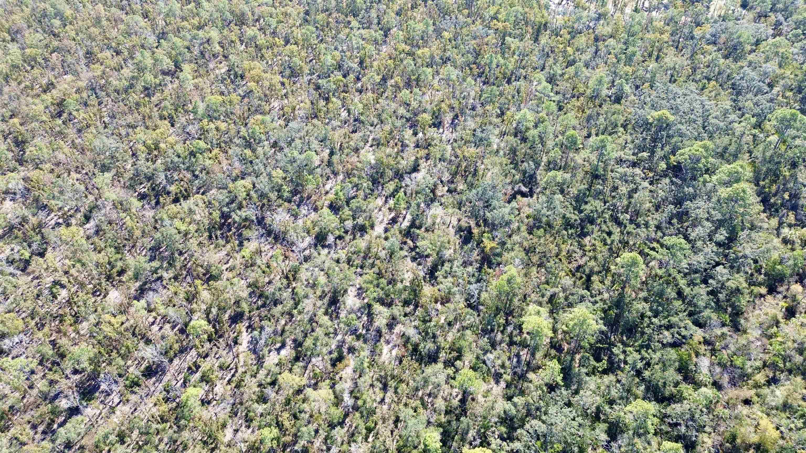 Tbd Clearwater Creek Lane Perry, FL 32348 - Photo 16 of 20