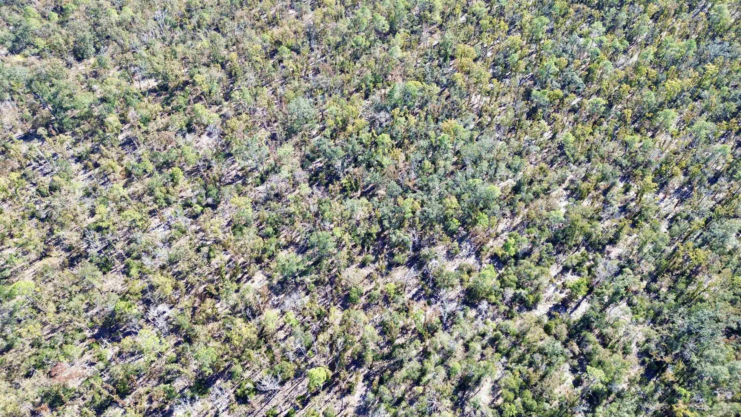 Tbd Clearwater Creek Lane Perry, FL 32348 - Photo 18 of 20