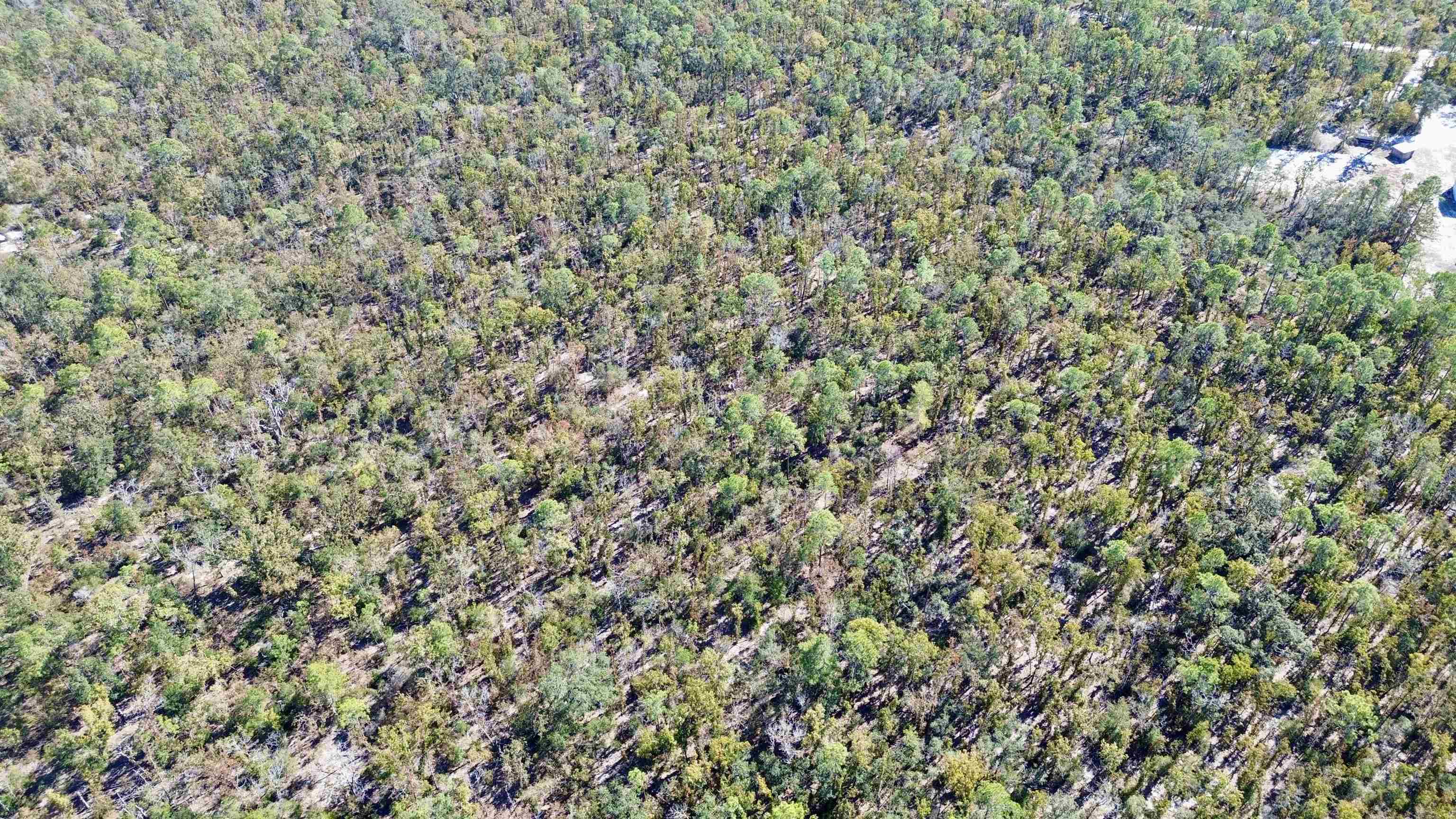 Tbd Clearwater Creek Lane Perry, FL 32348 - Photo 19 of 20