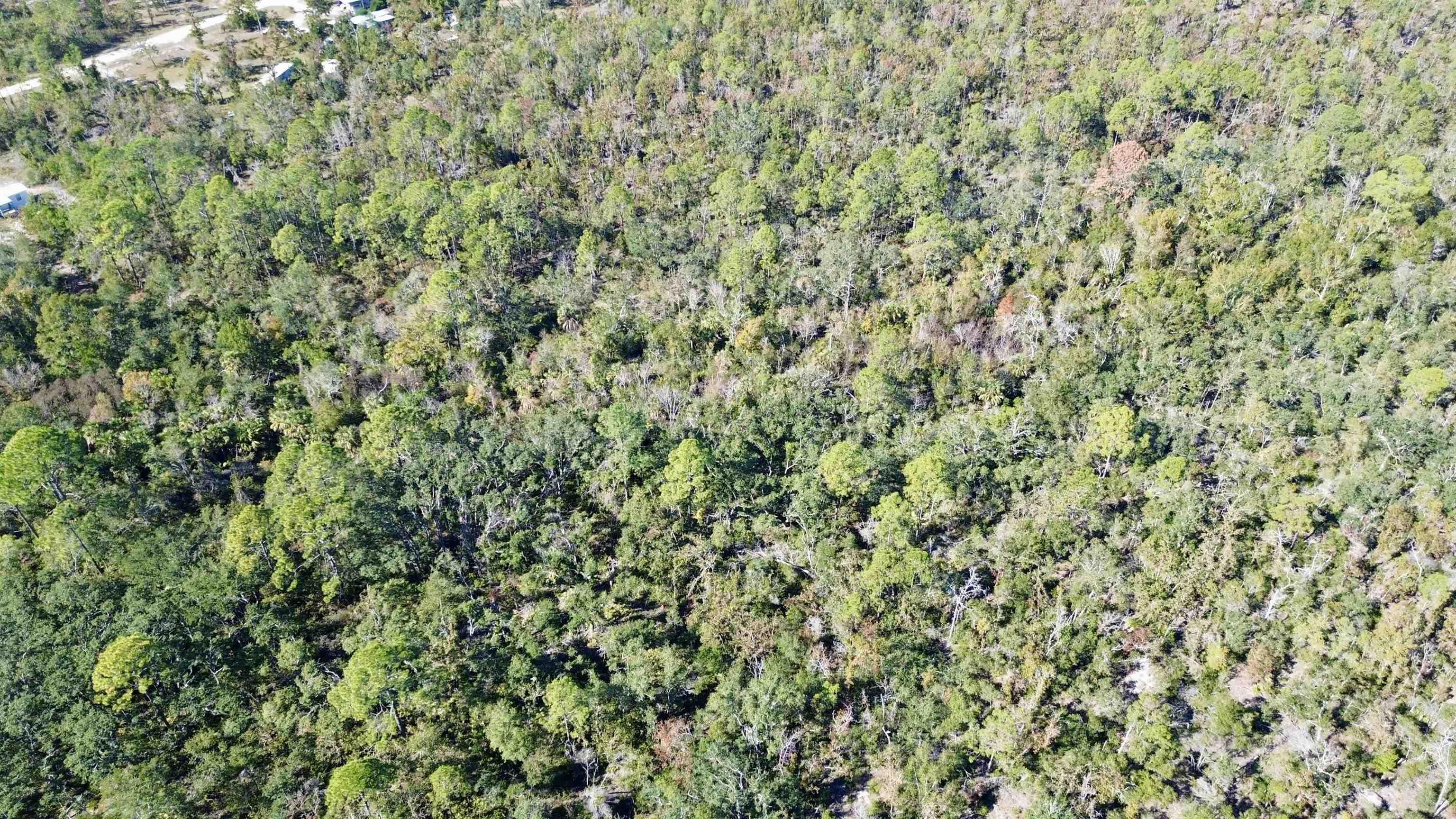 Tbd Clearwater Creek Lane Perry, FL 32348 - Photo 5 of 20