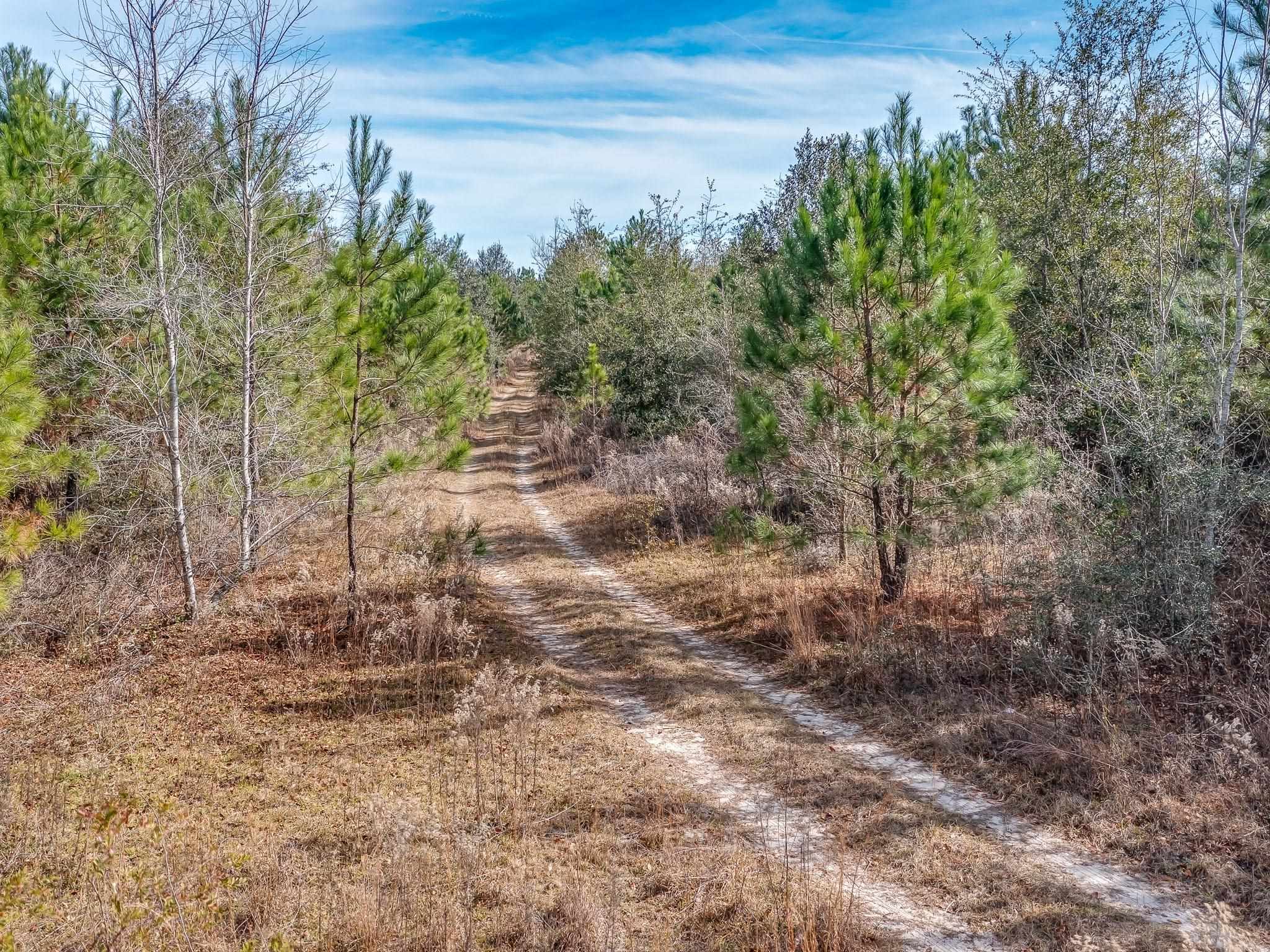 Xxx Roland Harvey Road Crawfordville, FL 32327 - Photo 13 of 22 Gallery Image 13