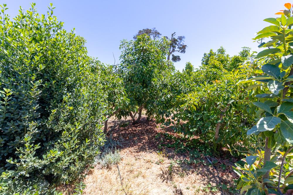 189 Hughes Road Watsonville, CA 95076 - Photo 28 of 35 a view of a plant in a garden
