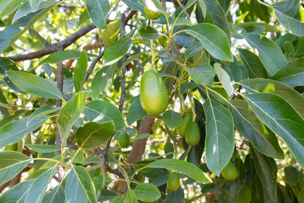 189 Hughes Road Watsonville, CA 95076 - Photo 29 of 35 a close up of a plant