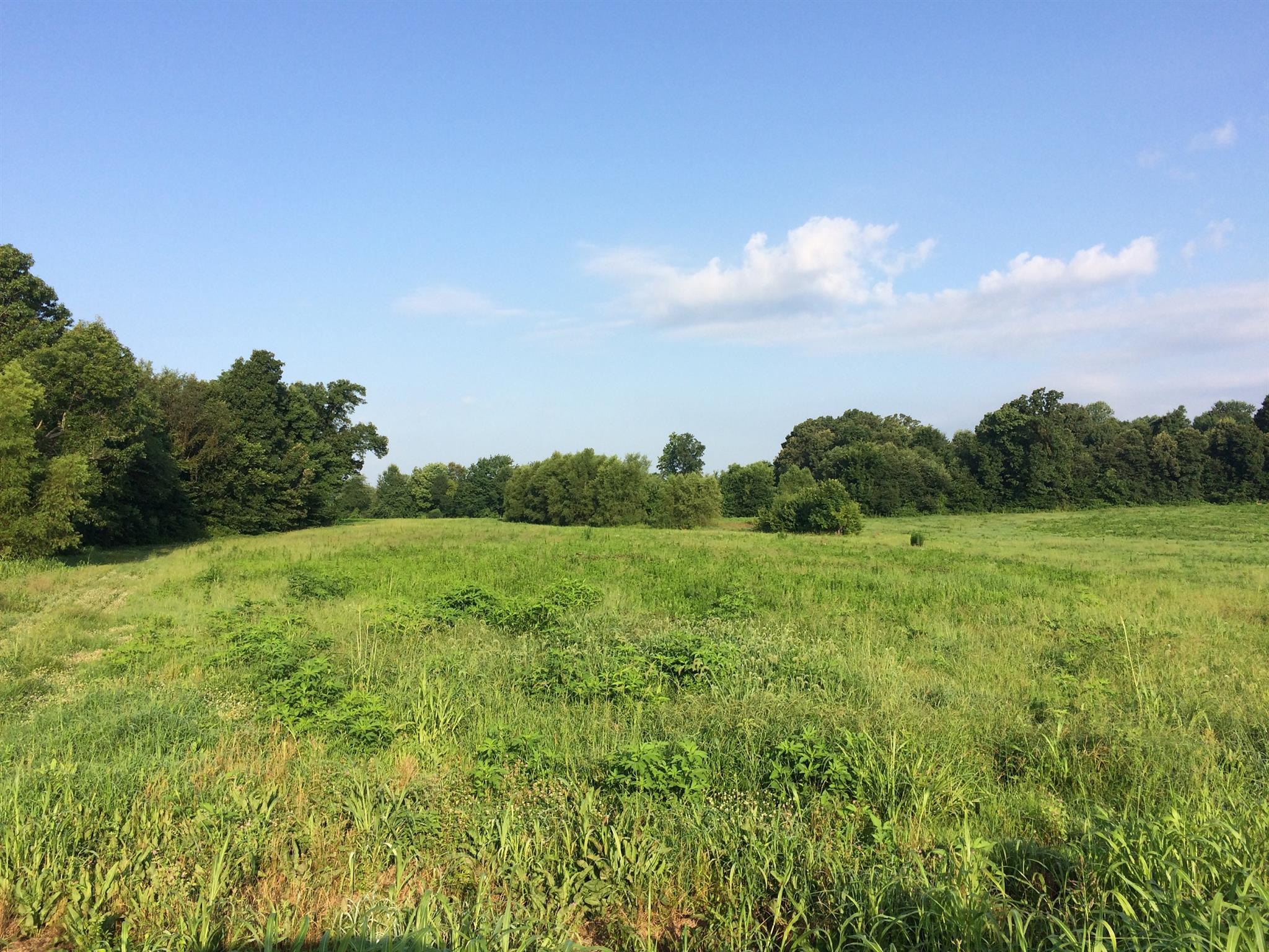 7 Woodrow Wilson Road Springfield, TN 37172 - Photo 1 of 2 a big yard with lots of green space and deers