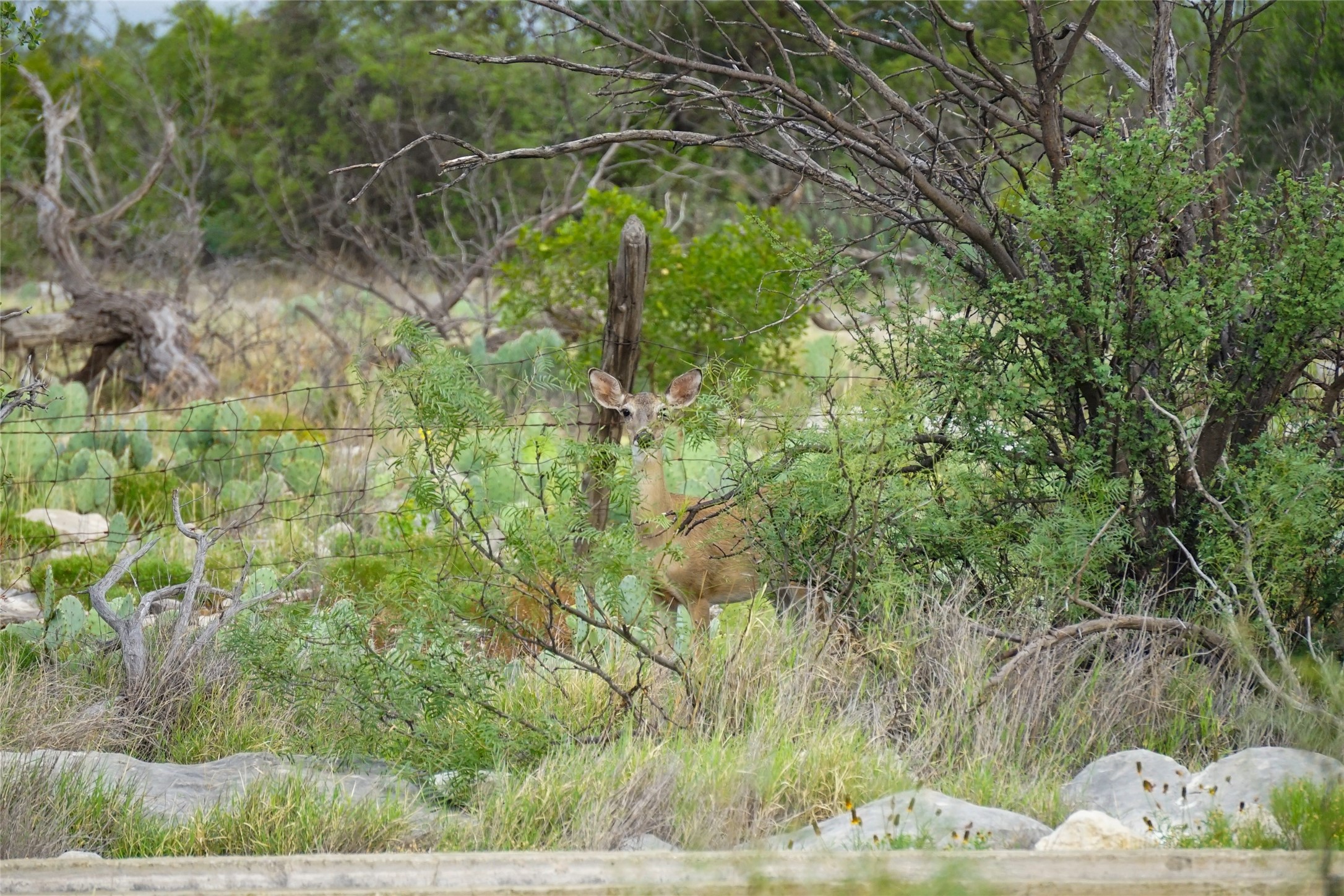 0 Rr 1024 Comstock, TX 78837 - Photo 28 of 50 a backyard of a house with lots of green space