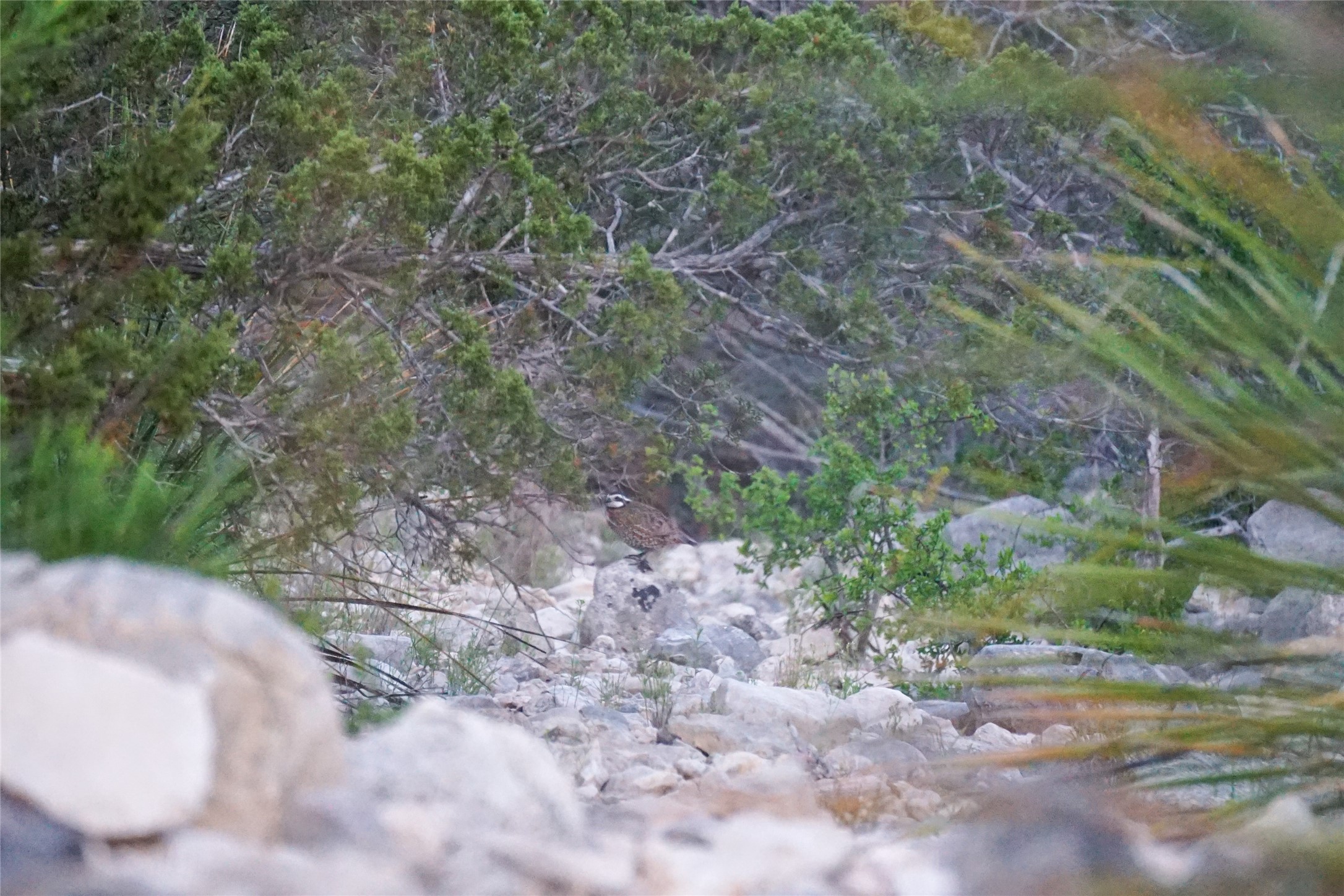 0 Rr 1024 Comstock, TX 78837 - Photo 30 of 50 a view of a dry yard with lots of green space