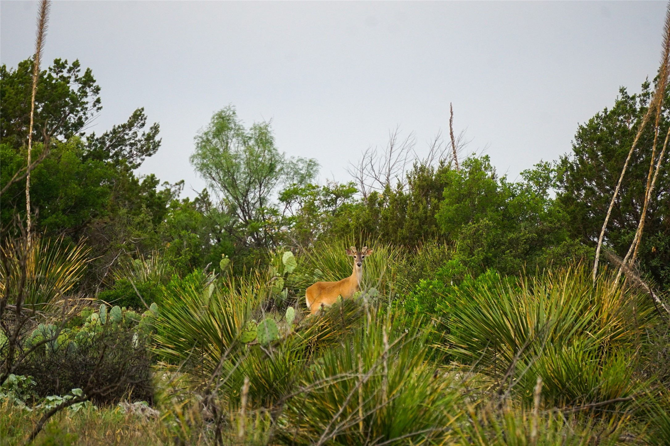 0 Rr 1024 Comstock, TX 78837 - Photo 6 of 50