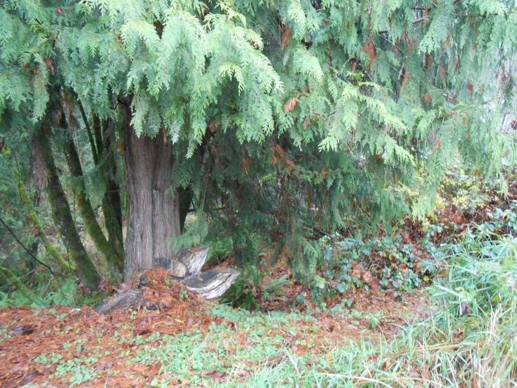 12031 Burn Road Arlington, WA 98223 - Photo 13 of 13 Gallery Image 13