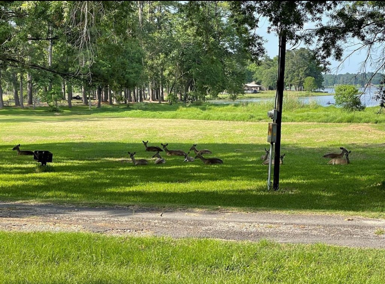 0 Forest Hollow Trinity, TX 75862 - Photo 8 of 8