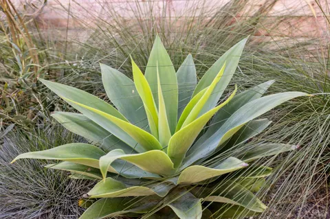 a view of banana tree