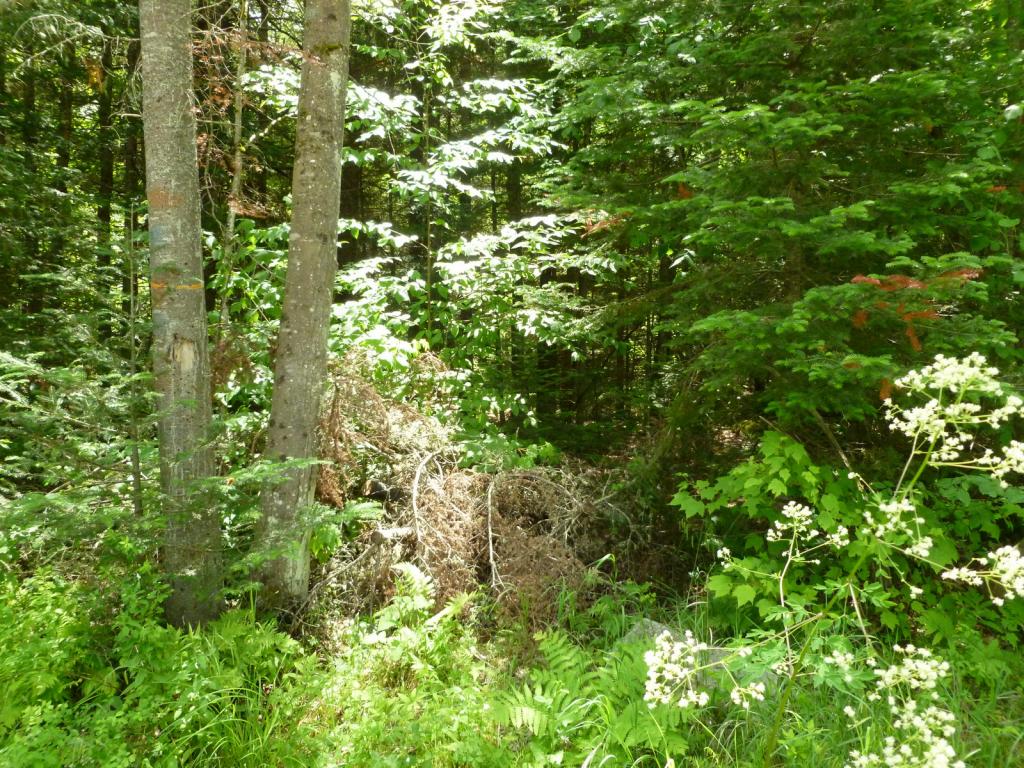 0 Cherry Valley Road Bethlehem, NH 03574 - Photo 8 of 9