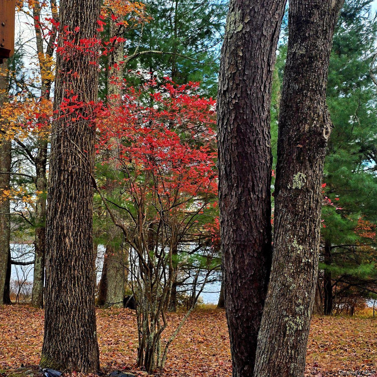 14 Lena Road Monticello, NY 12777 - Photo 7 of 22 a picture of tree