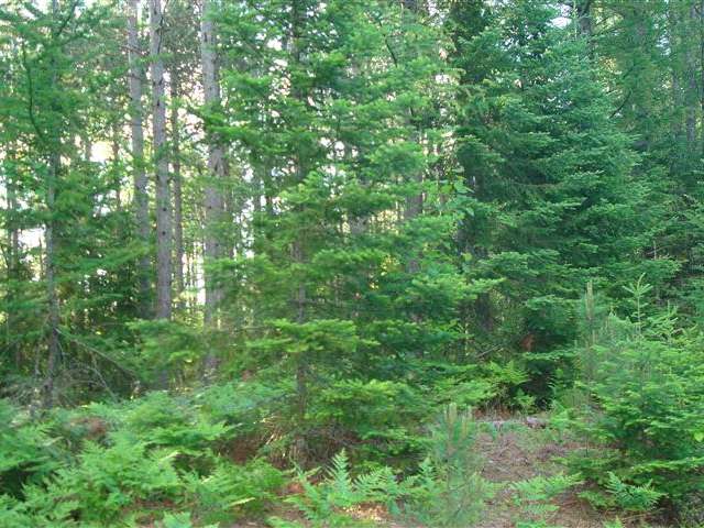 On Ripco Road, Unit 40 Rhinelander, WI 54501 - Photo 3 of 3 Gallery Image 3
