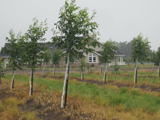 5855 Wilson Landing Road Chico, CA 95973 - Photo 4 of 6 Gallery Image 4