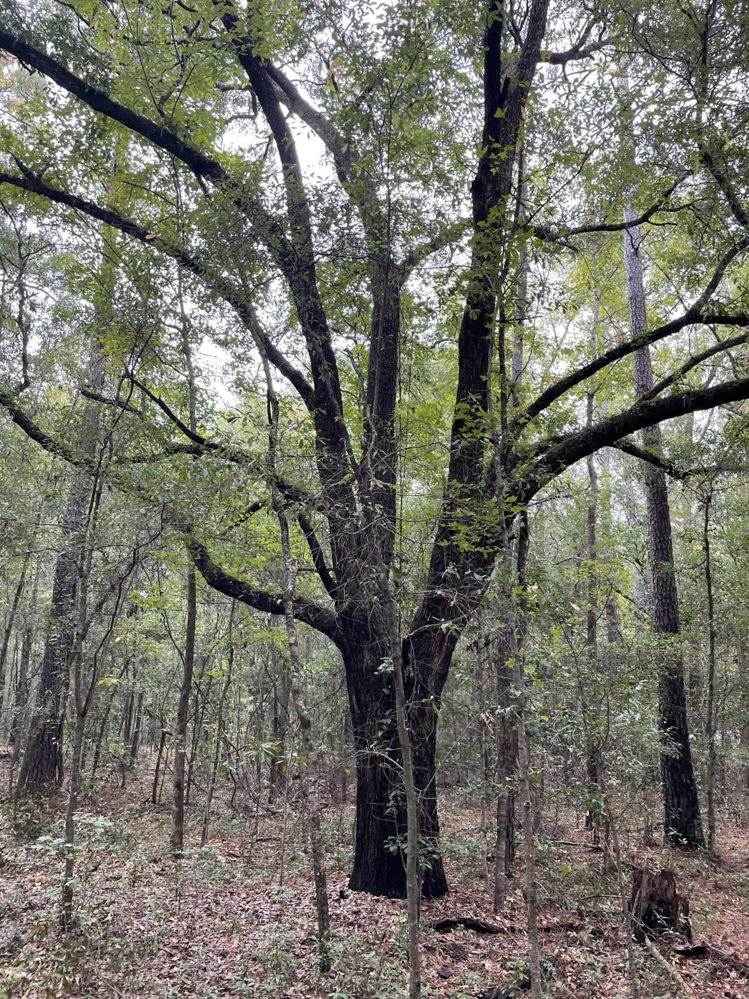 0 Old Oakhill Road Jamestown, SC 29453 - Photo 1 of 4 old oakhill tree