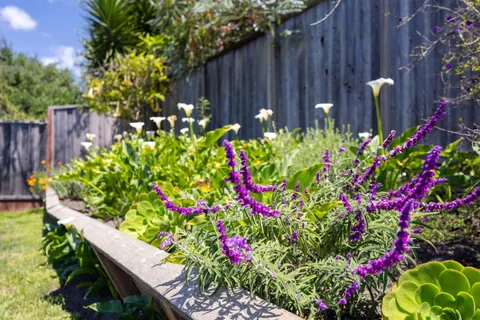 a view of flowers in back yard