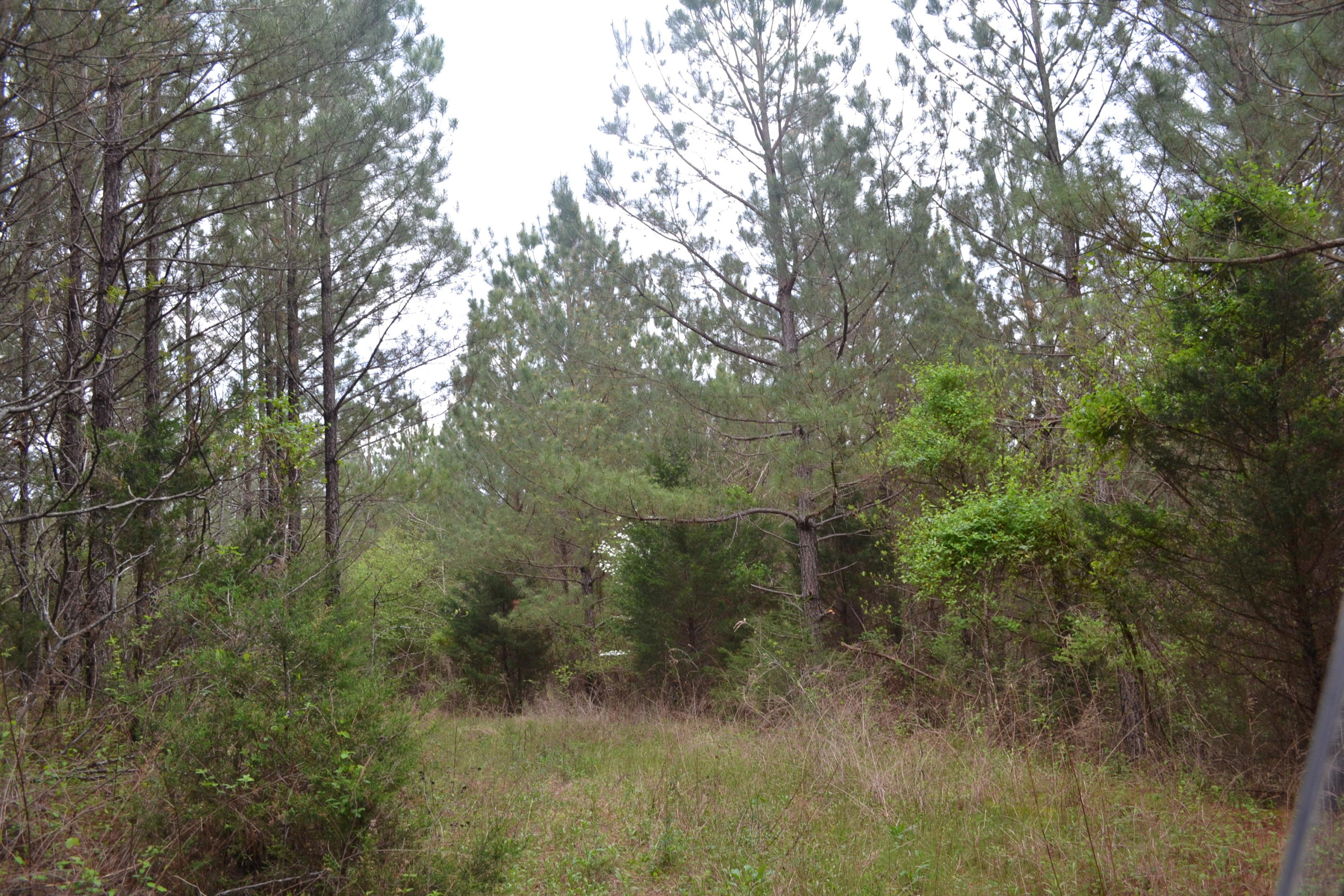 100-ac Sims Road Decatur, TN 37322 - Photo 2 of 27 Hon 224 ac_1871Hon 224 ac