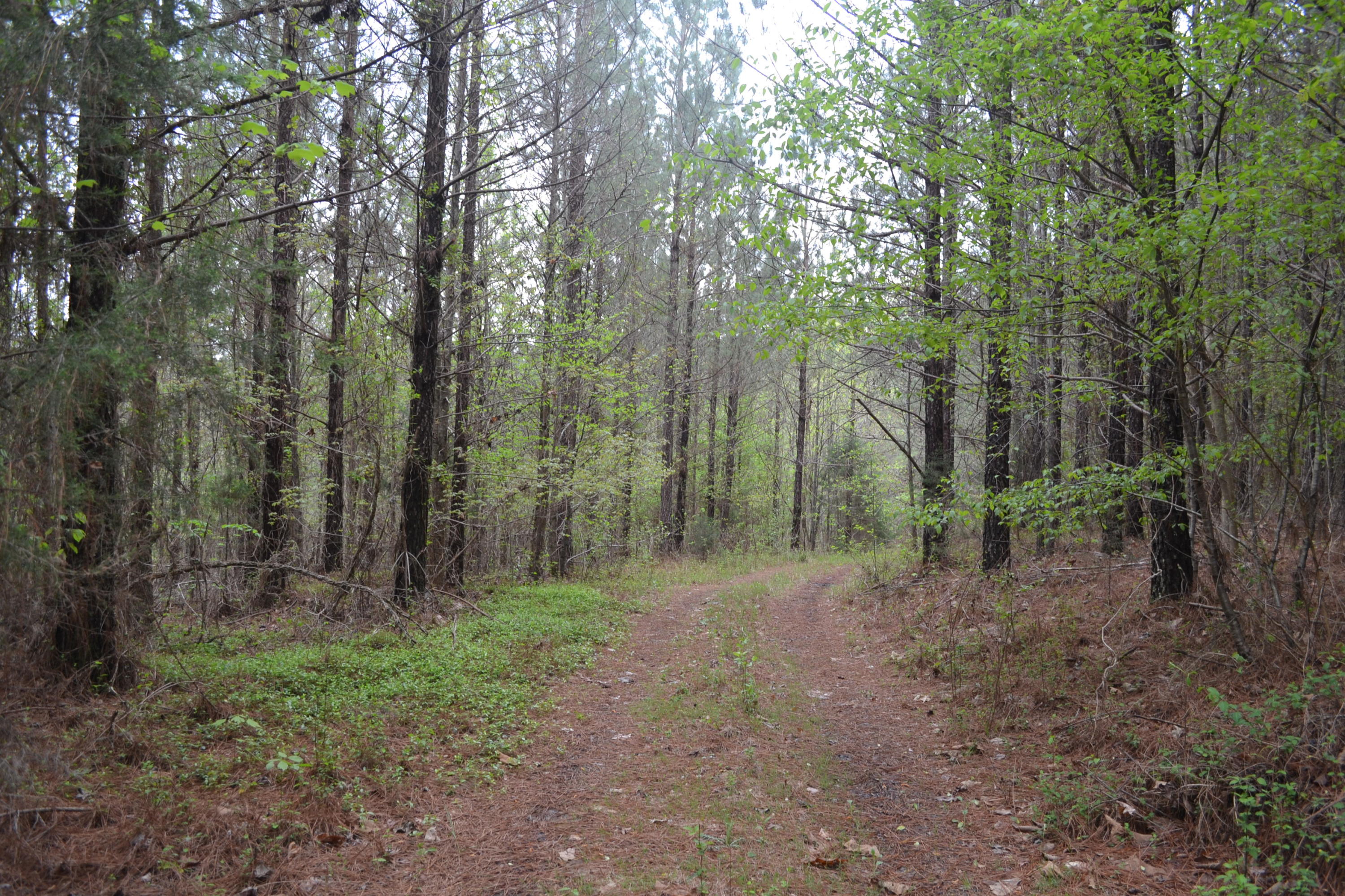 100-ac Sims Road Decatur, TN 37322 - Photo 3 of 27 Hon 224 ac_1872Hon 224 ac