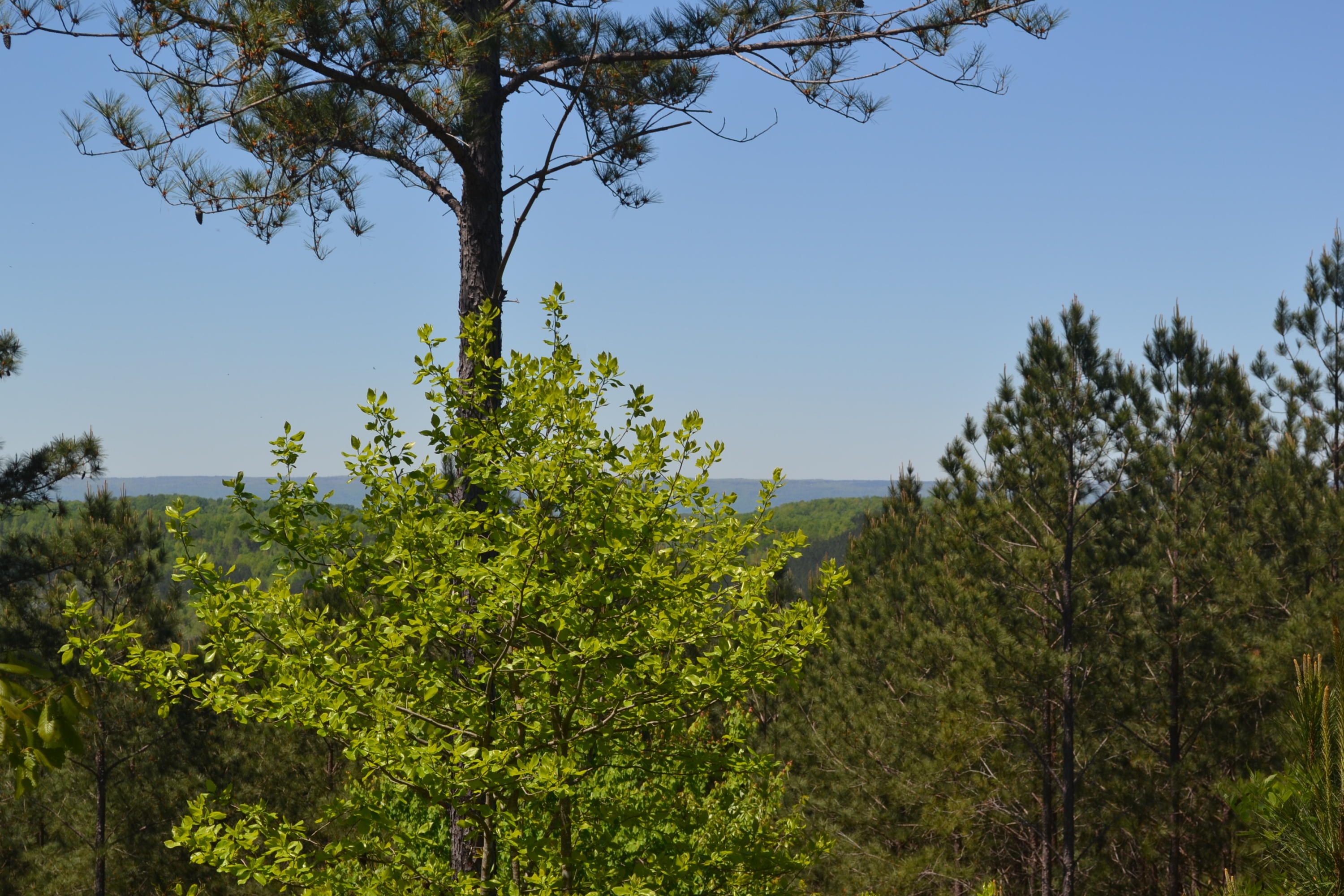100-ac Sims Road Decatur, TN 37322 - Photo 10 of 27 Hon 224 ac_1887Hon 224 ac