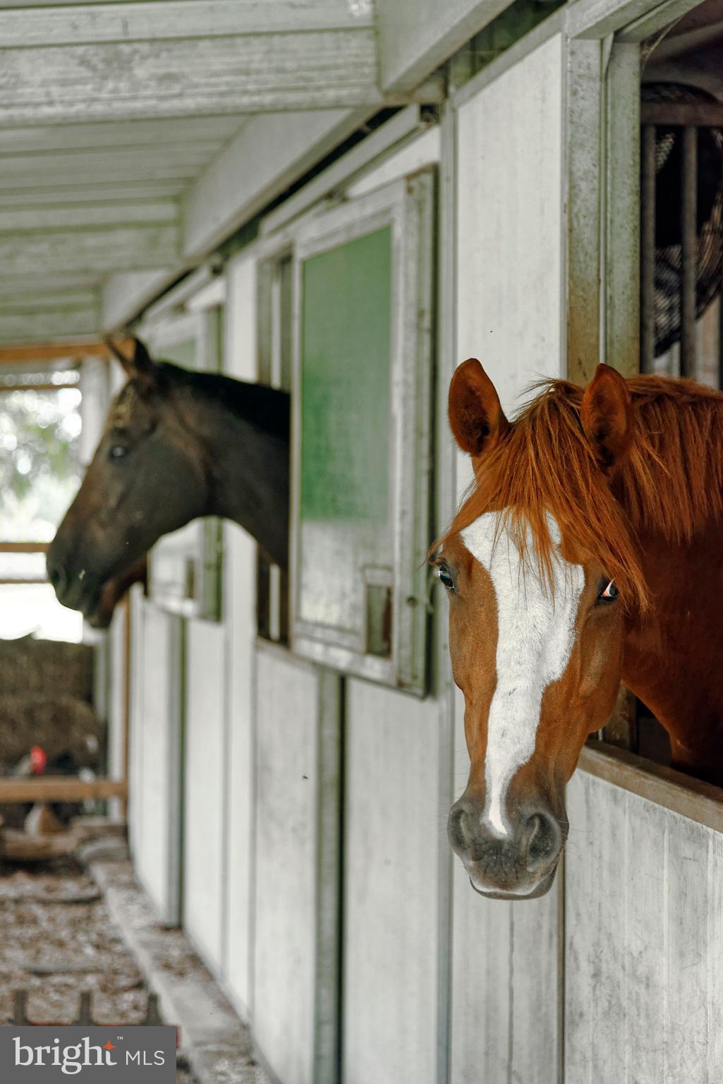 36775 Leith Lane Middleburg, VA 20117 - Photo 49 of 70 Some friendly inhabitants of the barn