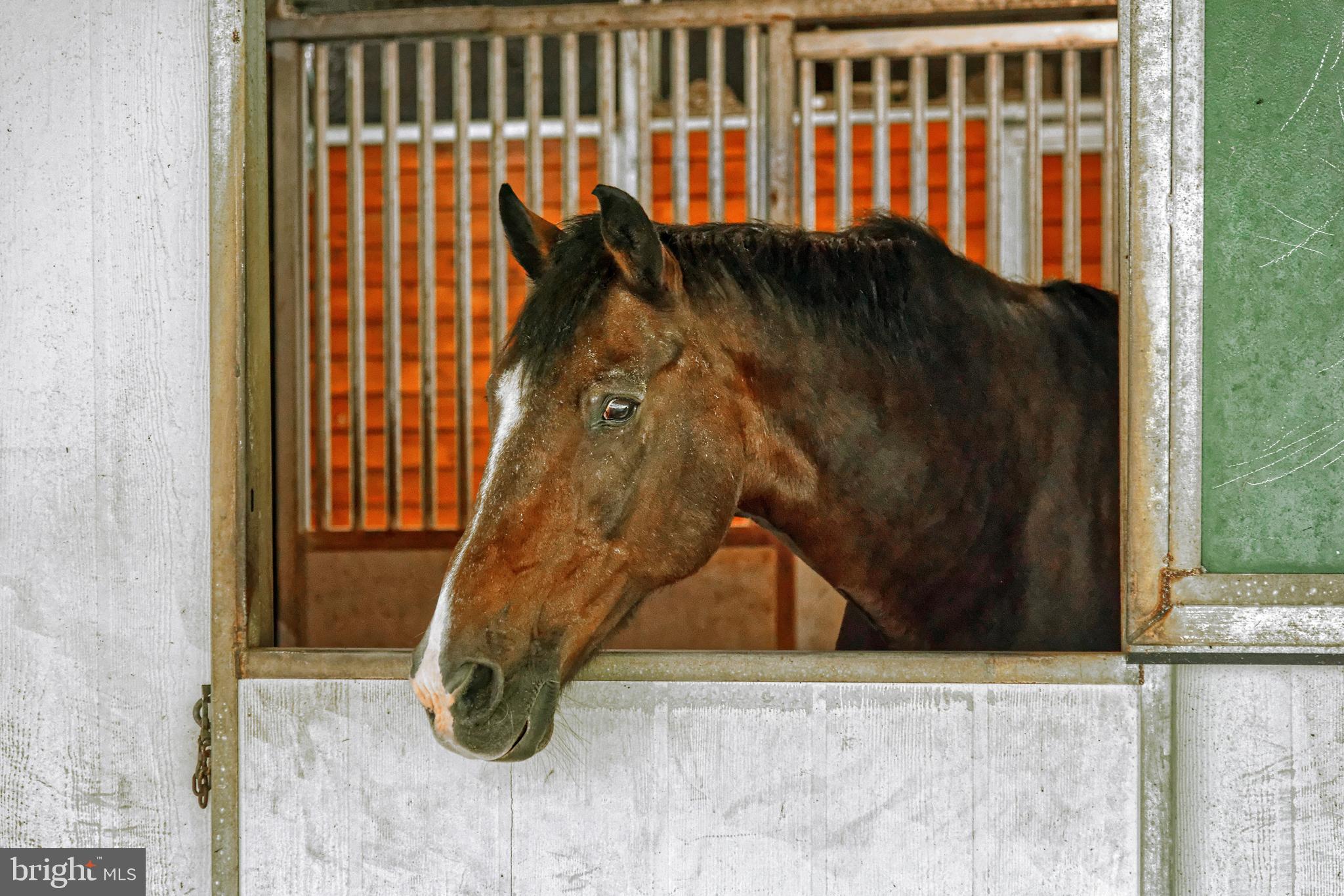 36775 Leith Lane Middleburg, VA 20117 - Photo 51 of 70 Horses in barn can hang their heads out stalls