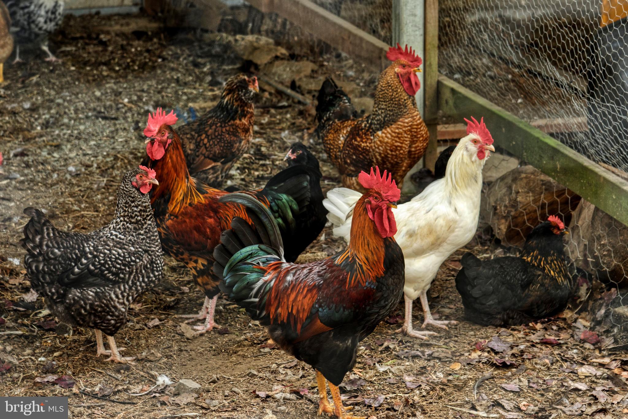 36775 Leith Lane Middleburg, VA 20117 - Photo 59 of 70 Some happy chickens