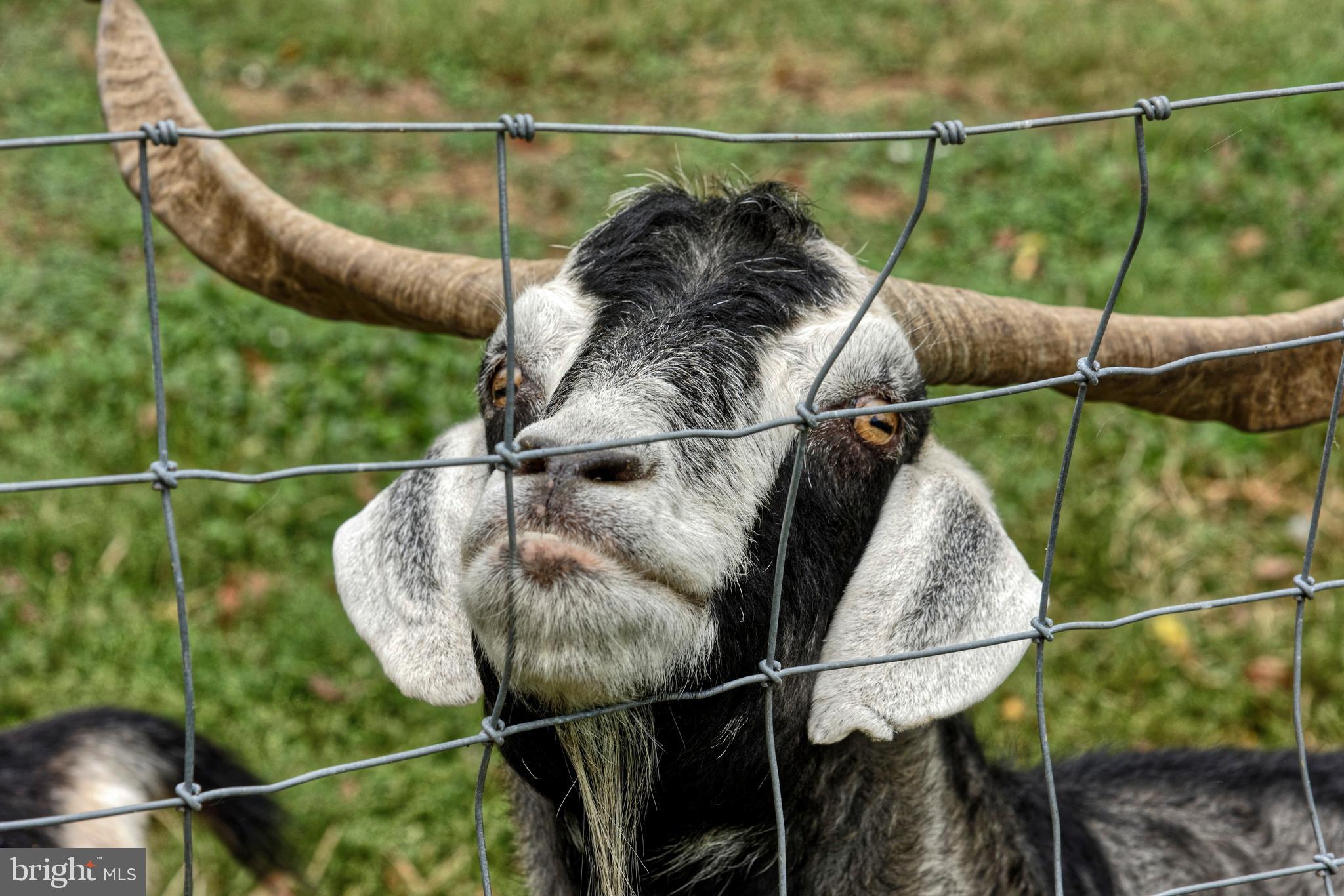 36775 Leith Lane Middleburg, VA 20117 - Photo 62 of 70 Happy and not shy goats