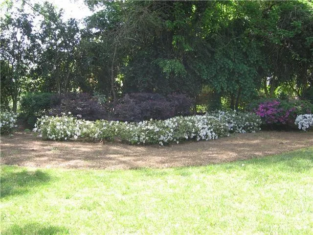 a view of a yard with plants and large trees