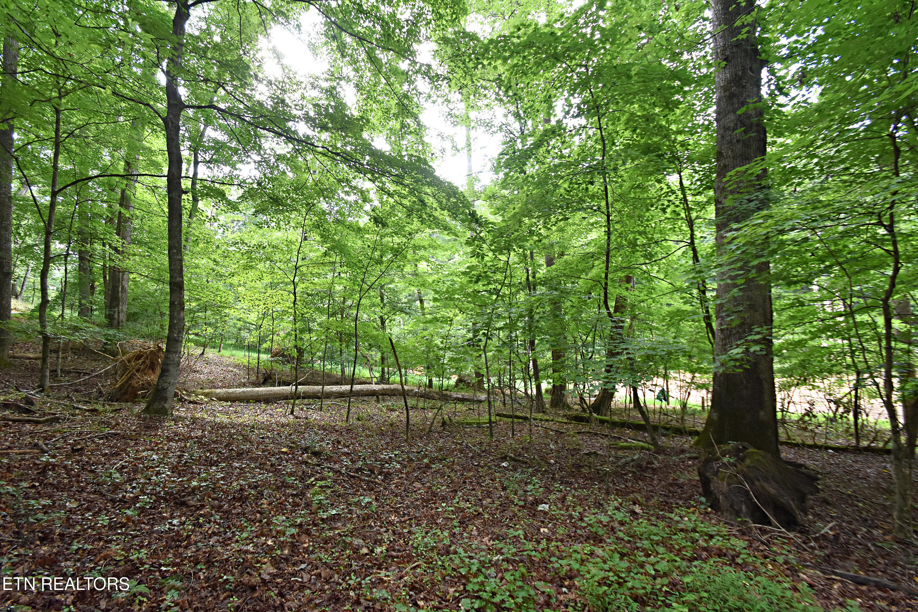 0 Early Road, Unit 4 Knoxville, TN 37922 - Photo 6 of 11 0 Early Road Tract 4