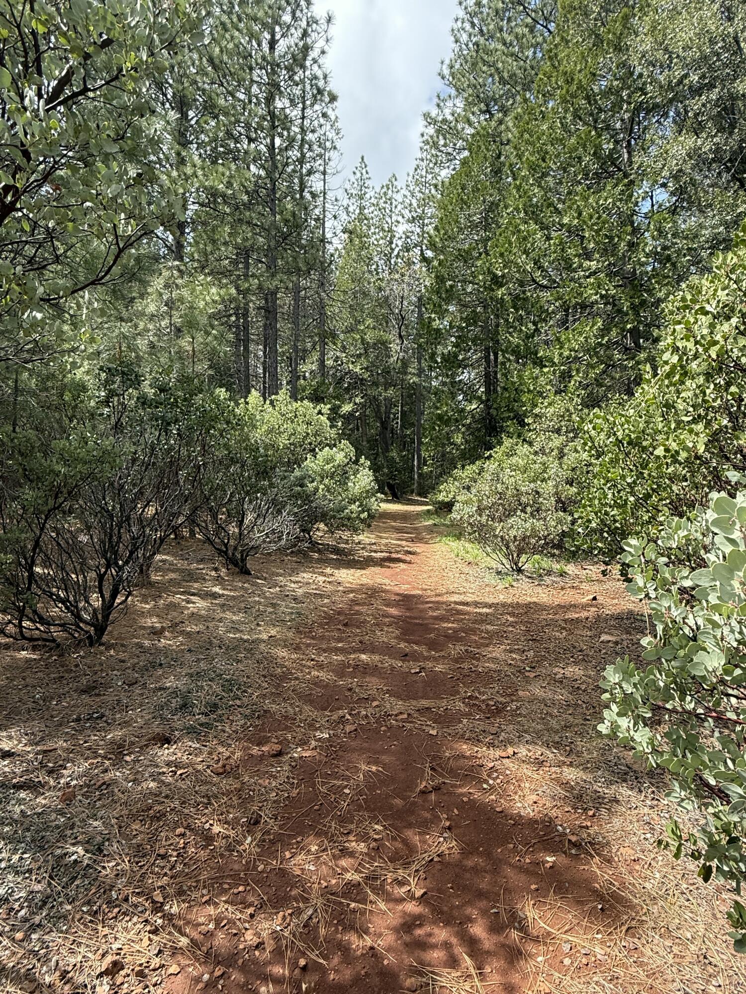 Ponderosa Way Shingletown, CA 96088 - Photo 8 of 12 driveway through land