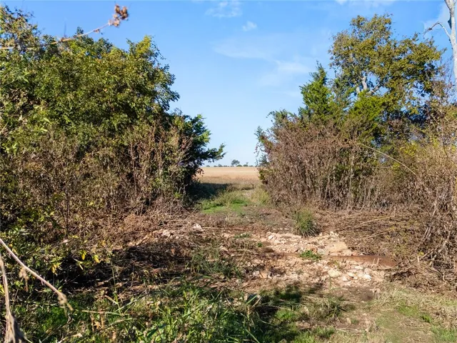 a view of a yard with plants and large trees