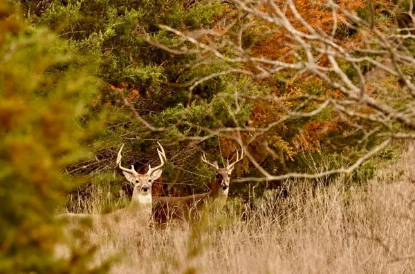 a view of outdoor space