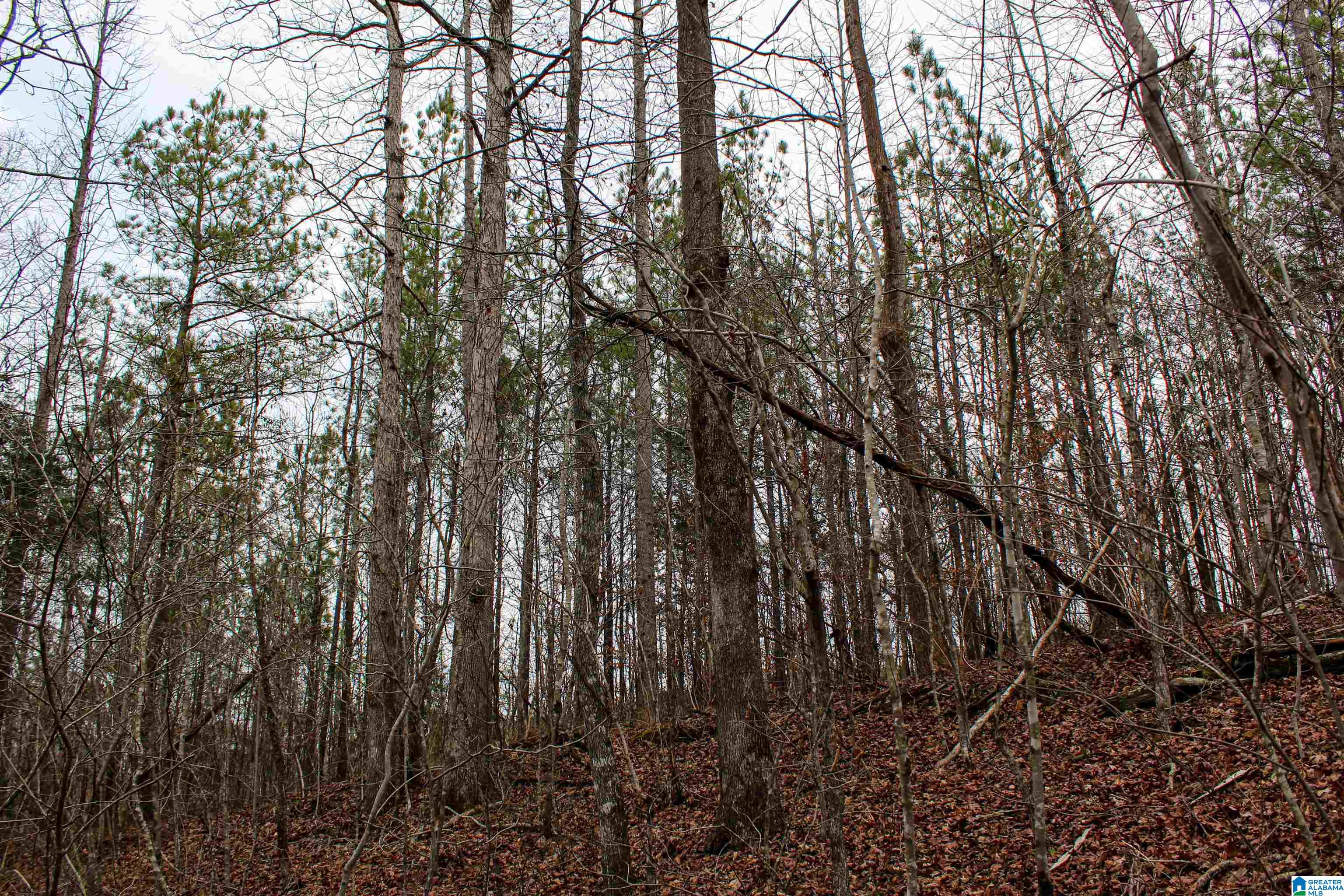 3379 County Road 80, Unit 1 Addison, AL 35540 - Photo 40 of 53