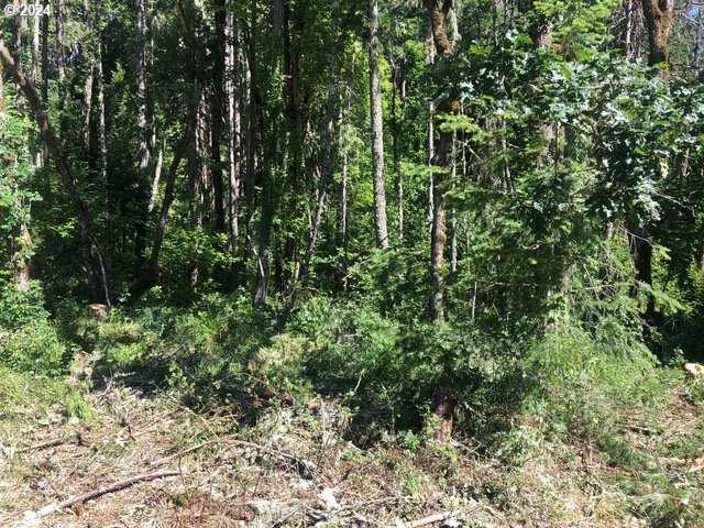 Fox Hollow Eugene, OR 97405 - Photo 3 of 8 a view of a forest with a tree