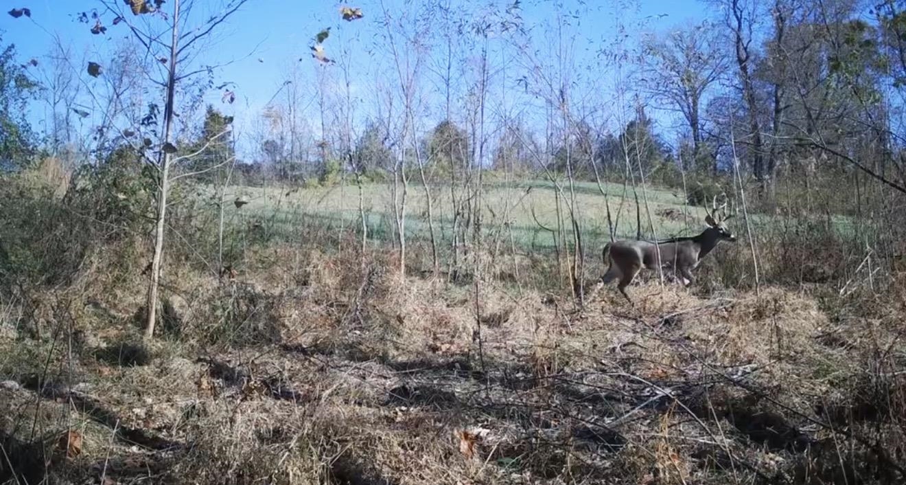 0 Hunters Trace Drive Ripley, TN 38063 - Photo 9 of 33 a view of a lush green forest with large trees